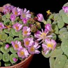 20Pcs a set Conophytum ernstii Lilliput Seed ProQgf