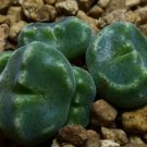 20Pcs a set Conophytum ernstii ssp. cerebellum PVB10043 Seed ProQgf