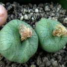 20Pcs a set conophytum Ficiforme worcester Seed ProQgf