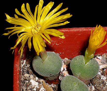 20Pcs a set Conophytum flavum subsp. noviceum var. kosiesense Seed ProQgf