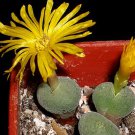 20Pcs a set Conophytum flavum subsp. noviceum var. kosiesense Seed ProQgf
