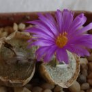 20Pcs a set CONOPHYTUM FRANCOISEAE Seed ProQgf