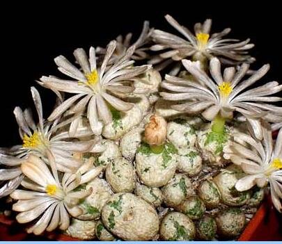 20Pcs a set Conophytum fulleri Chris White Seed ProQgf