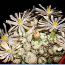 20Pcs a set Conophytum fulleri Chris White Seed ProQgf