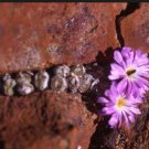 20Pcs a set Conophytum jarmilliae Platbakkies Seed ProQgf
