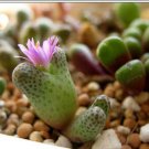 20Pcs a set Conophytum karamoepense SB.788 Seed ProQgf