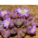 20Pcs a set Conophytum khamiesbergense Seed ProQgf