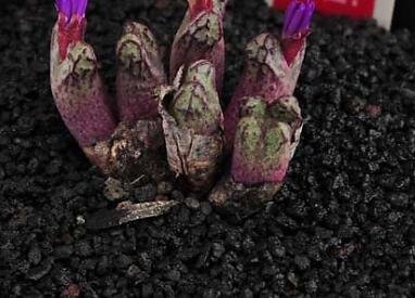 20Pcs a set Conophytum luckhoffii EVJ.8226 Seed ProQgf