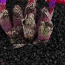 20Pcs a set Conophytum luckhoffii EVJ.8226 Seed ProQgf