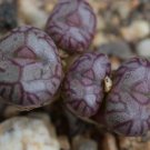 20Pcs a set Conophytum marnerianum X marnerianum F2 Seed ProQgf