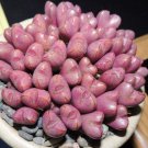 20Pcs a set Conophytum marnierianum Seed ProQgf