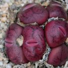 20Pcs a set Conophytum maughanii ssp. armeniacum Seed ProQgf