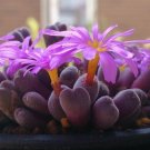 20Pcs a set Conophytum minusculum ssp. leipoldtii Seed ProQgf