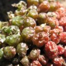 20Pcs a set Conophytum minusculum Seed ProQgf