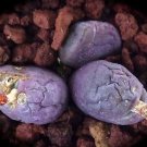 20Pcs a set Conophytum minutum PURPLE clone Seed ProQgf