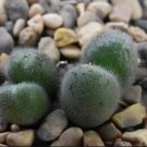 20Pcs a set Conophytum mirabile CR1562 Seed ProQgf