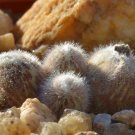 20Pcs a set Conophytum mirabile Seed ProQgf