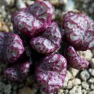 20Pcs a set conophytum obcordellum lambertensa conspicuum Seed ProQgf