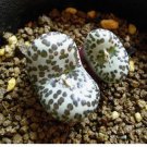 20Pcs a set Conophytum obcordellum Sterkfontein Seed ProQgf