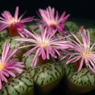 20Pcs a set Conophytum obcordellum subsp. obcordellum var. cerecianum Seed ProQgf
