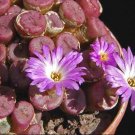 20Pcs a set Conophytum obscurum Seed ProQgf
