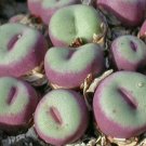 20Pcs a set Conophytum pageae CR.1329 Seed ProQgf
