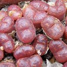 20Pcs a set Conophytum pellucidum Antwerp Flag Seed ProQgf