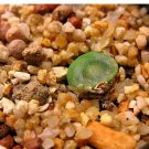 20Pcs a set conophytum phoeniceum SH.1212 Seed ProQgf