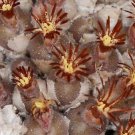 20Pcs a set Conophytum pubicalyx Kliprand Seed ProQgf