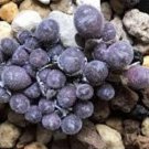20Pcs a set Conophytum pubicalyx LAV27304 Seed ProQgf
