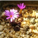 20Pcs a set conophytum swanepoelianum ssp. rubrolineatum CR.1404 Seed ProQgf