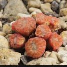 20Pcs a set Conophytum swanepoelianum ssp. rubrolineatum PVB9948 Seed ProQgf