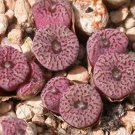 20Pcs a set Conophytum swanepoelianum ssp.rubrolineatum PVB Seed ProQgf