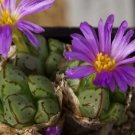 20Pcs a set Conophytum tantillum heleniae RR1635 Seed ProQgf