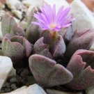 20Pcs a set conophytum taylorianum v. ernianum Seed ProQgf