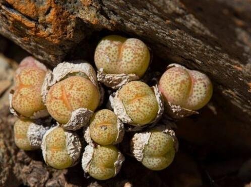 20Pcs a set Conophytum truncatum var. wiggettiae Seed ProQgf