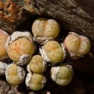20Pcs a set Conophytum truncatum var. wiggettiae Seed ProQgf