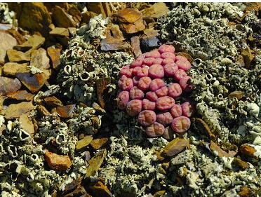 20Pcs a set Conophytum truncatum Seed ProQgf