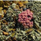20Pcs a set Conophytum truncatum Seed ProQgf