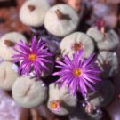 20Pcs a set Conophytum wettsteinii N Umdaus Seed ProQgf