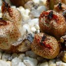 20Pcs a set Conophytum x marnierianum Seed ProQgf