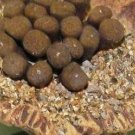 20Pcs a set Conophytum arthurolfago Seed ProQgf