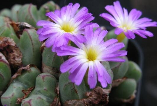 20Pcs a set Conophytum bicarinatum Seed ProQgf