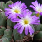 20Pcs a set Conophytum bicarinatum Seed ProQgf