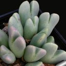 20Pcs a set Conophytum blandum Seed ProQgf