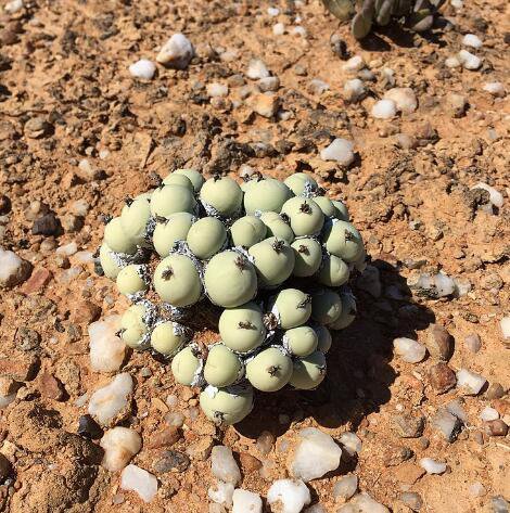20Pcs a set Conophytum calculus subsp. calculus Seed ProQgf
