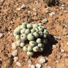 20Pcs a set Conophytum calculus subsp. calculus Seed ProQgf