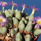20Pcs a set Conophytum chauviniae Seed ProQgf