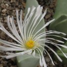 20Pcs a set Conophytum herreanthus Seed ProQgf