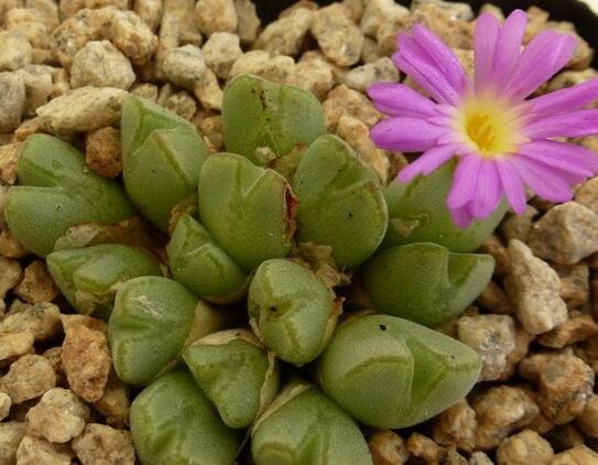 20Pcs a set Conophytum jarmilae Seed ProQgf
